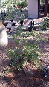 Black Oak, Arizona Native Tree