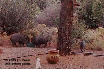 javelina in residential area
